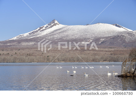 北海道七飯町東大沼初春的駒岳雪景和天鵝拍攝 100668780