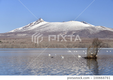 北海道七飯町東大沼初春的駒岳雪景和天鵝拍攝 100668781