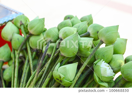 Lotus flower for pay homage to monks, White or green lotus flowers for pay respect to the buddha in buddhism Lotus flower for pay homage to monks, White or green lotus flowers for pay respect to the buddha in buddhism 100668830