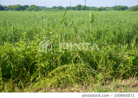 渡良瀨水庫綠景初夏風光 渡良瀨水庫綠景初夏風光 100668831