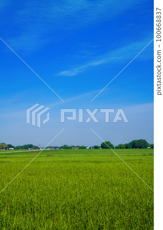 渡良瀨水庫綠景初夏風光 100668837