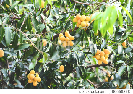 Marian plum fruit in marian plum tree in the garden tropical fruit orchard, Name in Thailand Sweet Yellow Marian Plum Maprang Plango or Mayong chid 100668838