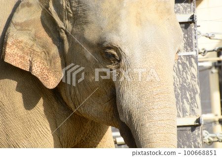 Animal 100668851