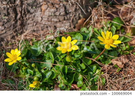 Yellow flowers in full bloom shining in the spring light 100669004