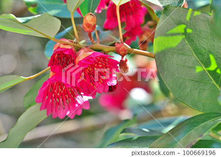 Red rhododendron flower (spring, March) 100669196