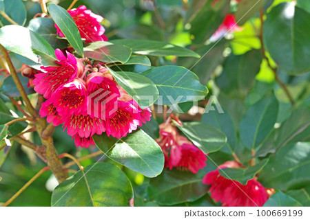 Red rhododendron flower (spring, March) 100669199