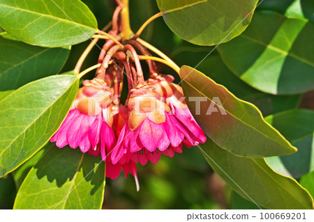 紅杜鵑花(春天,三月) 紅杜鵑花(春天,三月) 100669201