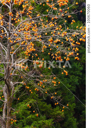 柿子堅果 100670060