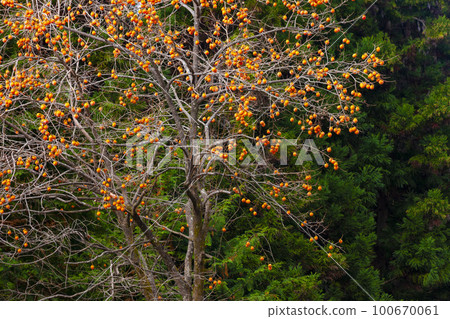 柿子堅果 100670061