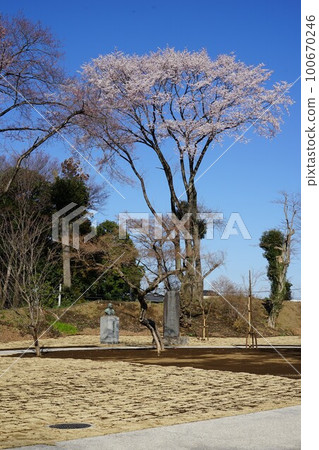 栃木縣小山市城山公園的櫻花景觀 栃木縣小山市城山公園的櫻花景觀 100670246