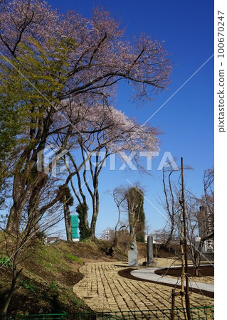 Scenery of cherry blossoms at Shiroyama Park in Oyama City, Tochigi Prefecture Scenery of cherry blossoms at Shiroyama Park in Oyama City, Tochigi Prefecture 100670247
