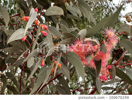 Blooming Eucalyptus twirled (lat. - Eucalyptus torquata) Blooming Eucalyptus twirled (lat. - Eucalyptus torquata) 100670299