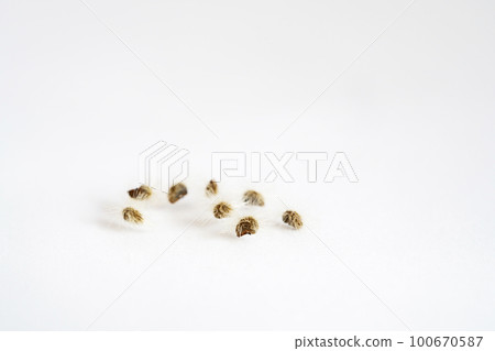 Suifyou seeds (spring, March) 100670587