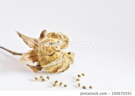 Suifou berries and seeds (spring, March) Suifou berries and seeds (spring, March) 100670591