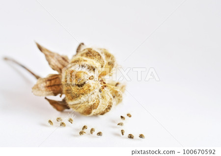 Suifou berries and seeds (spring, March) 100670592