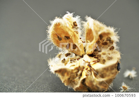 Suifou berries and seeds (spring, March) Suifou berries and seeds (spring, March) 100670593