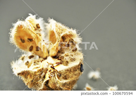Suifou berries and seeds (spring, March) Suifou berries and seeds (spring, March) 100670594