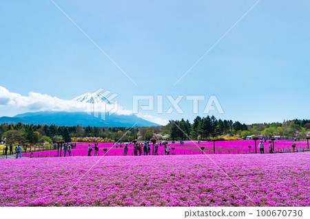 Fuji Shiba cherry-blossom Festival 100670730