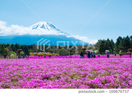 富士柴葉櫻花節 100670737