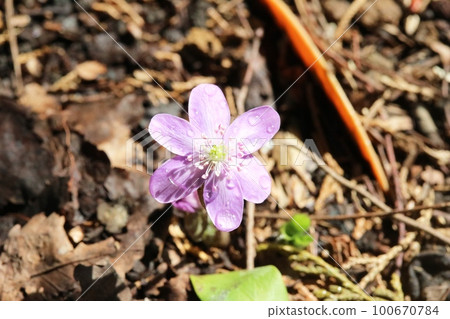 今年首次見到三角草 100670784