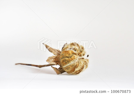 Suifyou fruit (spring, March) Suifyou fruit (spring, March) 100670873