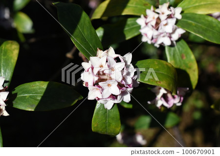 沐浴春日陽光的新潮花 100670901
