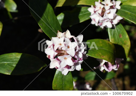 沐浴春日陽光的新潮花 沐浴春日陽光的新潮花 100670902