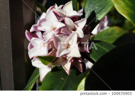 沐浴春日陽光的新潮花 100670903