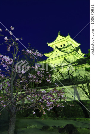 [岐阜縣]大垣城夜景與河津櫻花 100670981