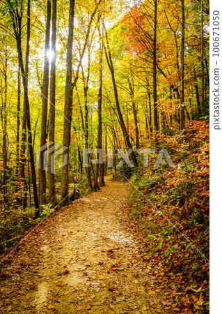 Hiking trail in a forest in fall 100671050