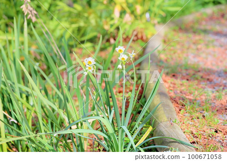 Narcissus Japanese Narcissus Narcissus Japanese Narcissus 100671058