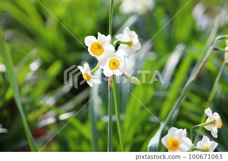 Narcissus Japanese Narcissus Narcissus Japanese Narcissus 100671063