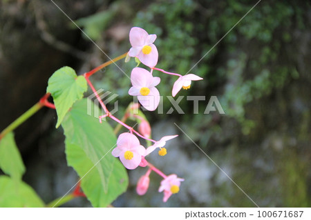 秋花「修海堂」/花部 秋花「修海堂」/花部 100671687