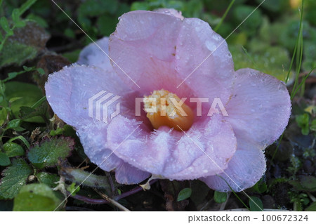 fallen camellia flower fallen camellia flower 100672324