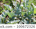 mugwort hair 100672326