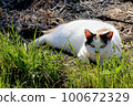 Strange tortoiseshell cat 100672329