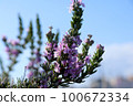 Rosemary	 100672334