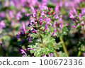 Lamium amplexicaule 100672336