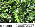 Wormwood 100672337