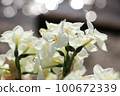 Narcissus (paper white) 100672339