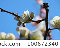 Plum blossom  100672340