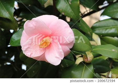 The beautiful pink camellia that I saw for the first time (Camellia) The beautiful pink camellia that I saw for the first time (Camellia) 100672594