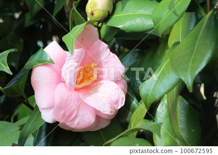 我第一次看到的美麗的粉紅色山茶花 (Camellia) 我第一次看到的美麗的粉紅色山茶花 (Camellia) 100672595