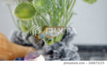 tetra fish pet swimming in aquarium water fish-tank petshop animal tetra fish pet swimming in aquarium water fish-tank petshop animal 100673235