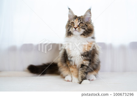 maine coon cat maine coon cat 100673296