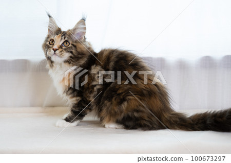 maine coon cat maine coon cat 100673297