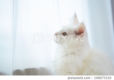 異眼白貓，緬因浣熊 100673320