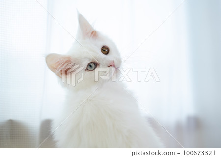 異眼白貓，緬因浣熊 100673321