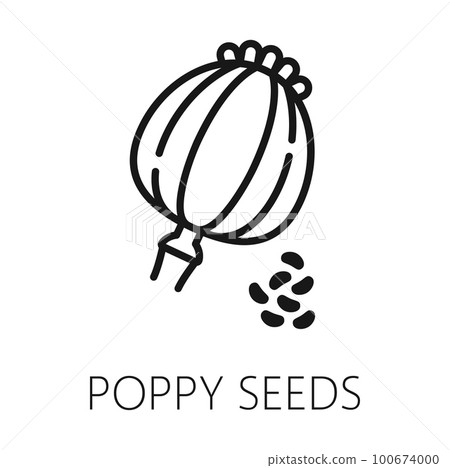 Poppy seeds isolated outline icon. Vector papaver design, poppy flower seed head thin line, organic food condiment Poppy seeds isolated outline icon. Vector papaver design, poppy flower seed head thin line, organic food condiment 100674000