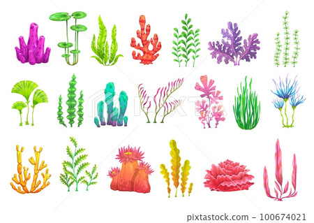 Cartoon underwater seaweed plants. Aquarium and sea algae. Coral reef vector wildlife nature biodiversity. Ocean and undersea water life isolated weeds and wracks, laminaria, kelp marine flora set Cartoon underwater seaweed plants. Aquarium and sea algae. Coral reef vector wildlife nature biodiversity. Ocean and undersea water life isolated weeds and wracks, laminaria, kelp marine flora set 100674021